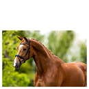 BR Hoofdstel Cheshunt Zwart Full