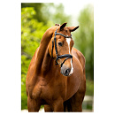 BR Hoofdstel Cheshunt Zwart Full