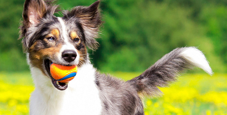 Buitenspelen met je hond