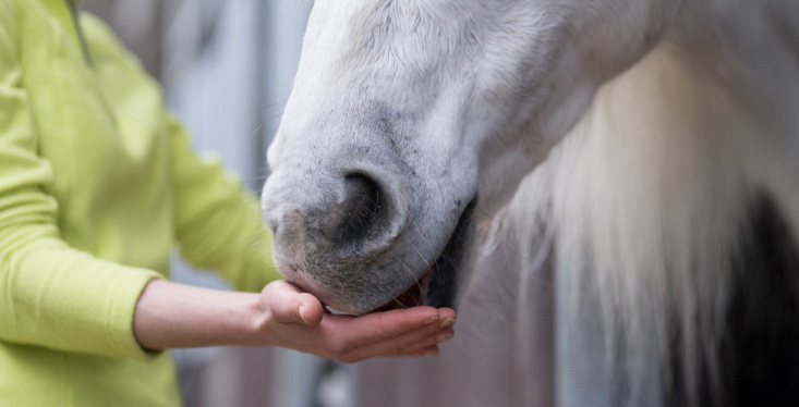 Geef je paard wat extra ondersteuning