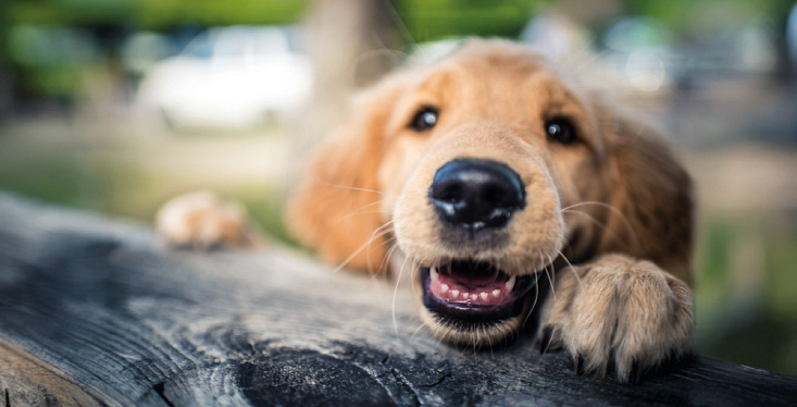 Heeft jouw huisdier een gezond gebit?