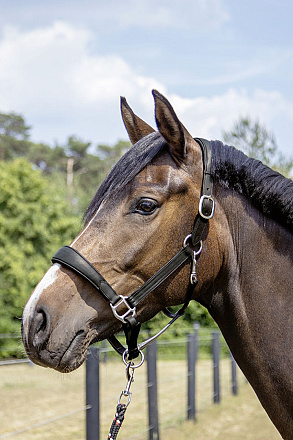 HKM Sports Lerenhalster Mira Zwart