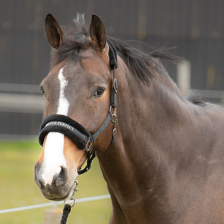 Harry's Horse Halster Lyrics Zwart