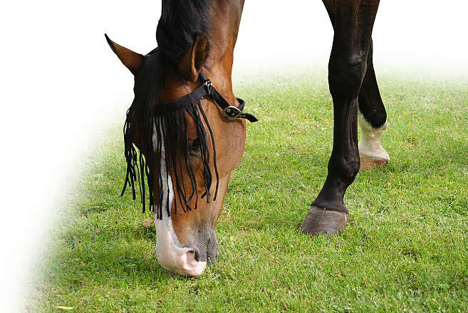 QHP Vliegenfrontriem Extra Zwart